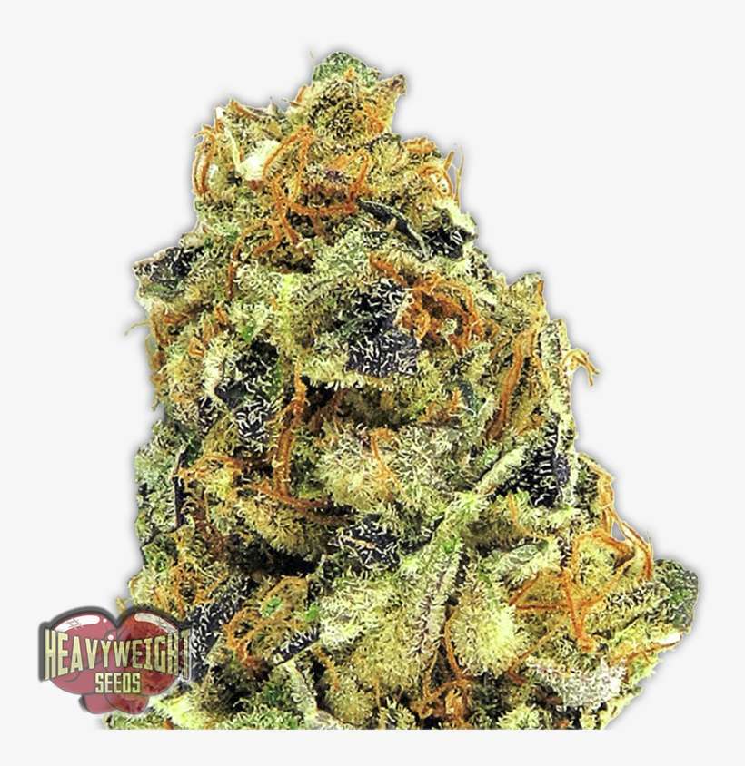 K - O Kush - Seed, transparent png download