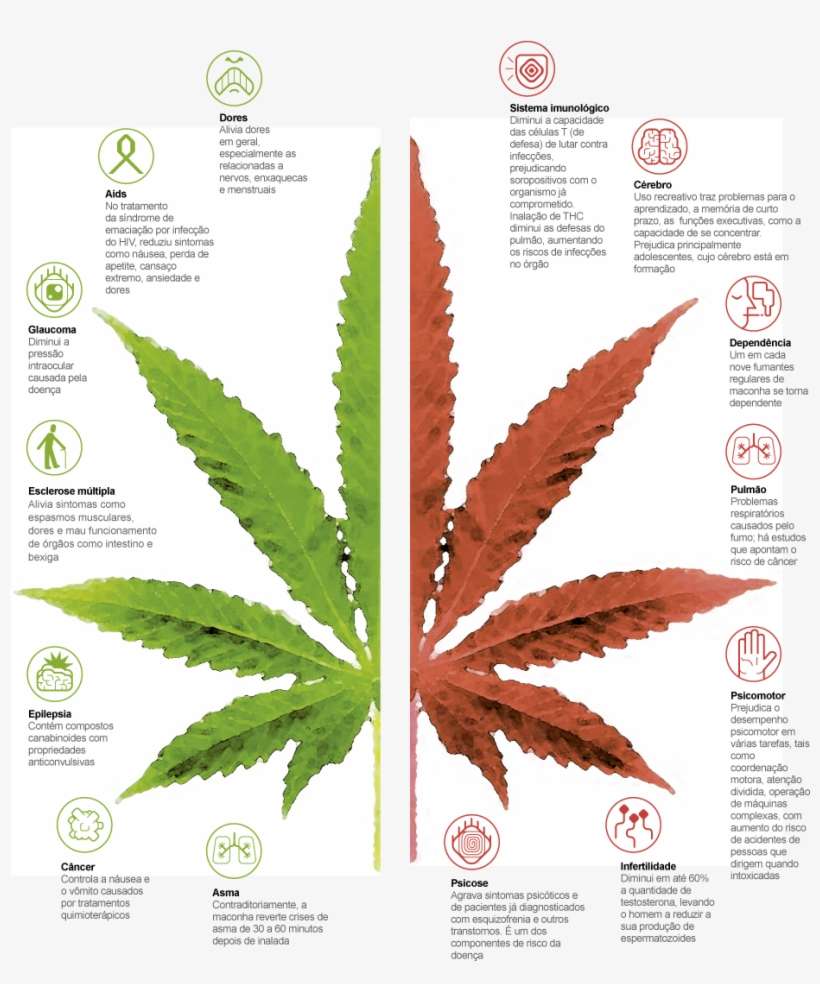 Efeitos Maconha - Canada Marijuana Is Now Legal, transparent png download
