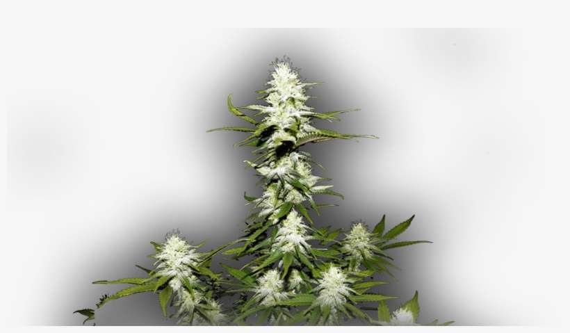 Bank, transparent png download