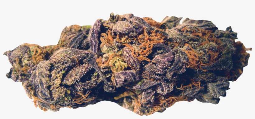 Og Kush Nugget - Grizzly Grip Grizzly Purple Kush Big Bear Griptape, transparent png download