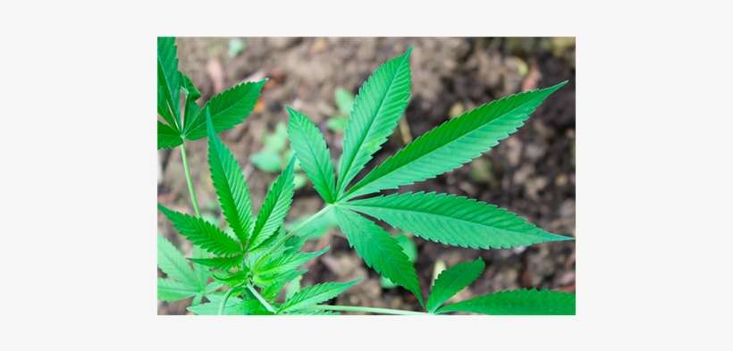 Cannabis Sativa, transparent png download