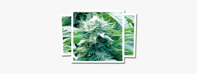 More Views - Kush, transparent png download