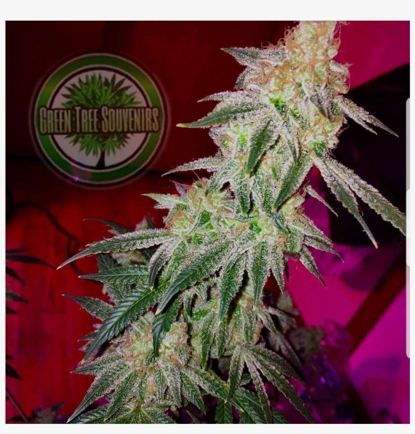 Michiganrootz420 Peanut Butter Blast - Peanut Butter, transparent png download