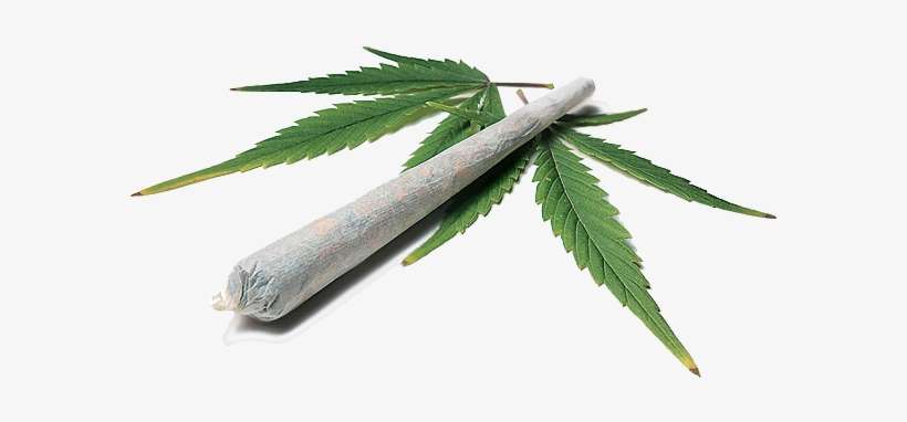 Maconha Marijuana Cigarette Png Image Transparent Png Free Download On Seekpng