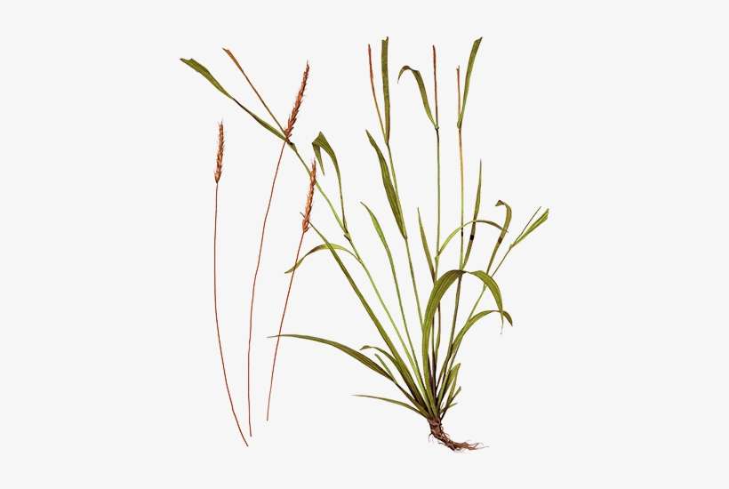 Grass, transparent png download