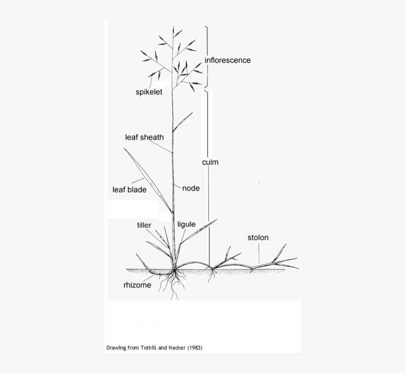 Drawing From Tothill And Hacker - Drawing, transparent png download