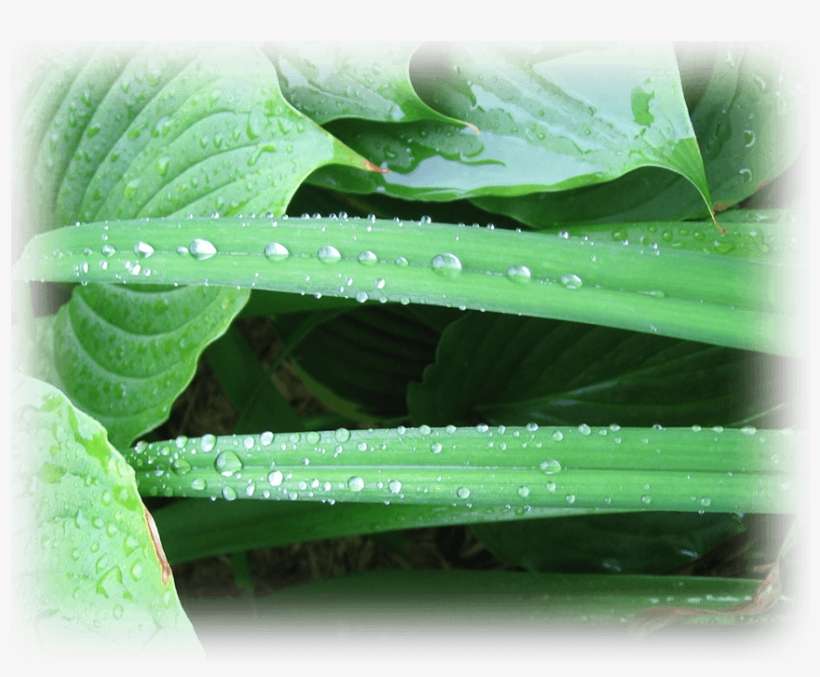 Dew Drops - Drop, transparent png download