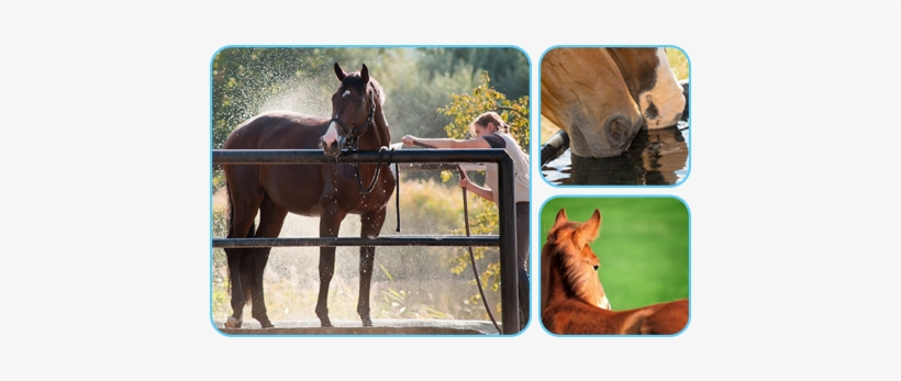 Summer Care Horses - Cooling Horses, transparent png download