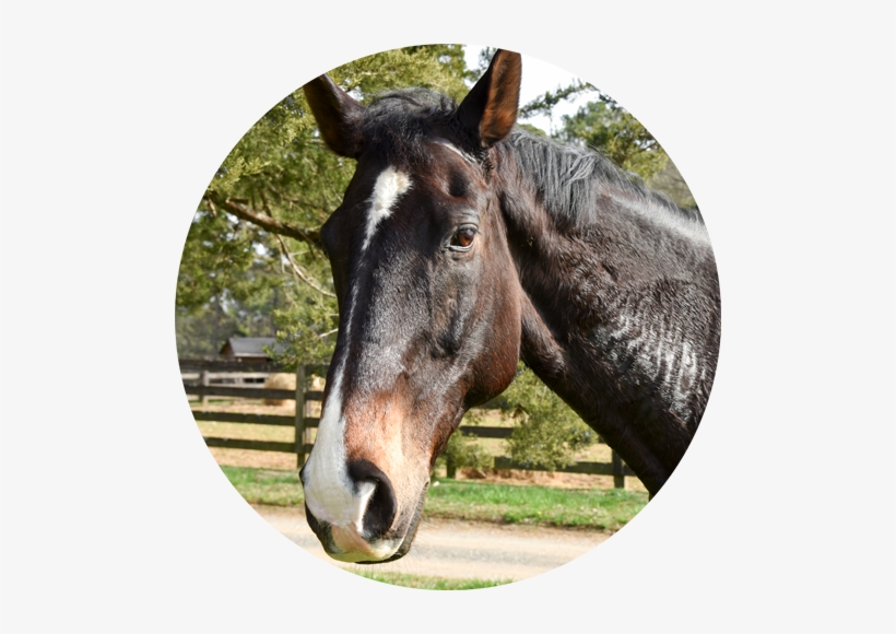 Our Horses - Horse, transparent png download