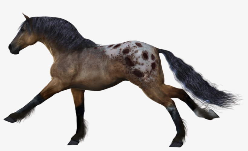 Horse 9 Png By Variety-stock On Deviantart - Transparent Horse, transparent png download
