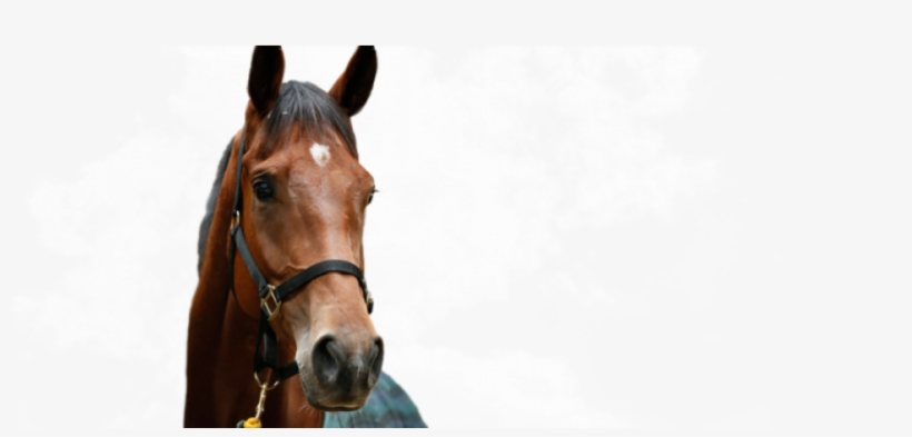A Healthy Horse Is A - Horse Healthy, transparent png download