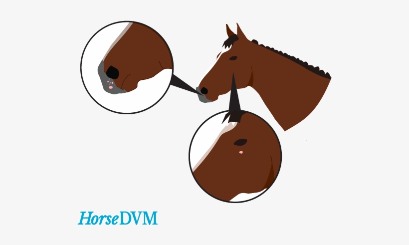 They - Papillomatosis Horse, transparent png download