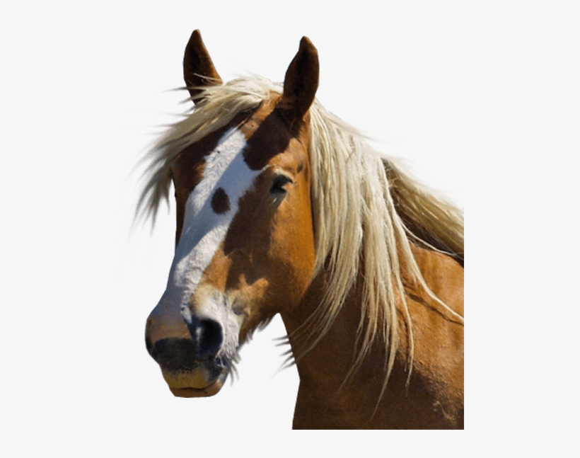 Ways You Can Help - Brown Horse Transparent, transparent png download