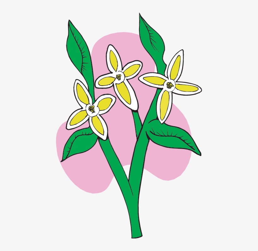 Syringa - Lewis And Clark Plant Finds, transparent png download