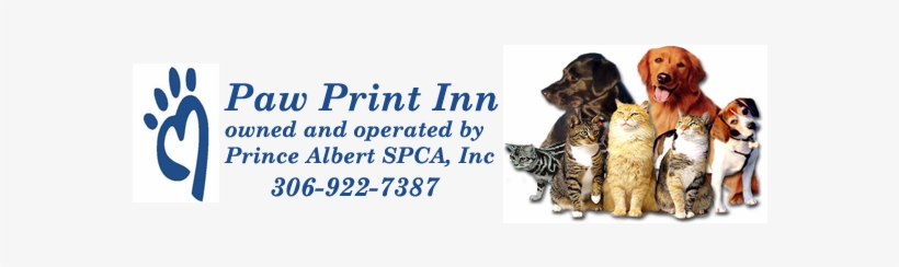 Pet Care, transparent png download