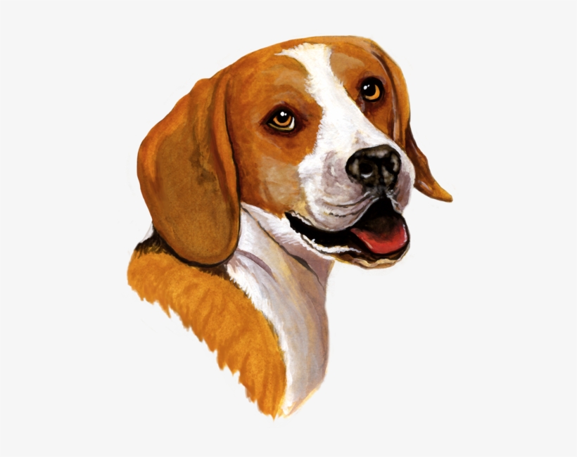 Dog Fabric, Beagle Fabric, Custom Print Fabric - Beagle Dog Signature Portrait Baseball Sleeve Shirt, transparent png download