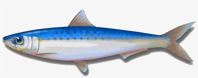 Cookedsardine - Sardines Png, transparent png download