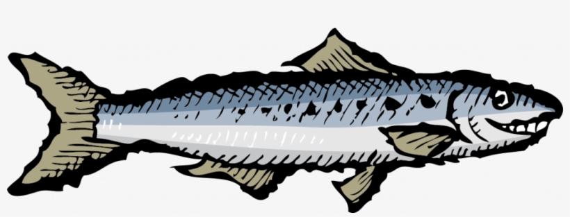 Ortiz Sardines And Mackerel From Spain - Smiling Sardine, transparent png download