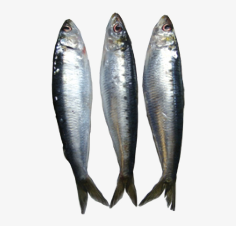 Sardine Small Per Kg - Clip Art, transparent png download