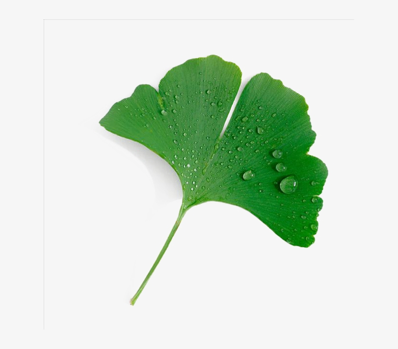 Ginkgo Biloba Extract - Ginkgo Leaf Png PNG Image | Transparent PNG