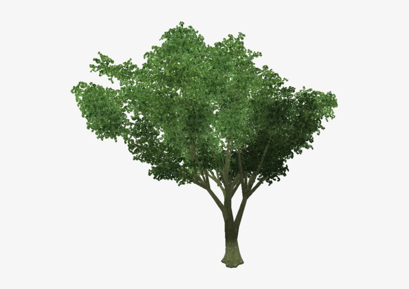 Ginkgo - Arbol .png, transparent png download