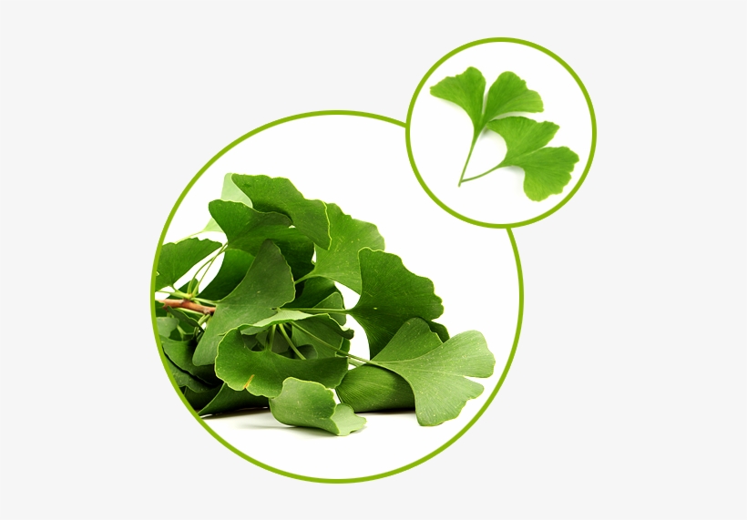 Ginkgo Biloba Extract - Maidenhair Tree, transparent png download
