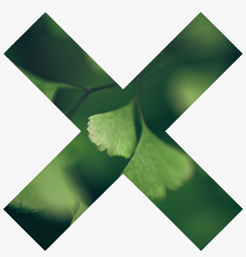 Green Nature Macro Ginkgo Hd Wallpapers2 - Craft, transparent png download