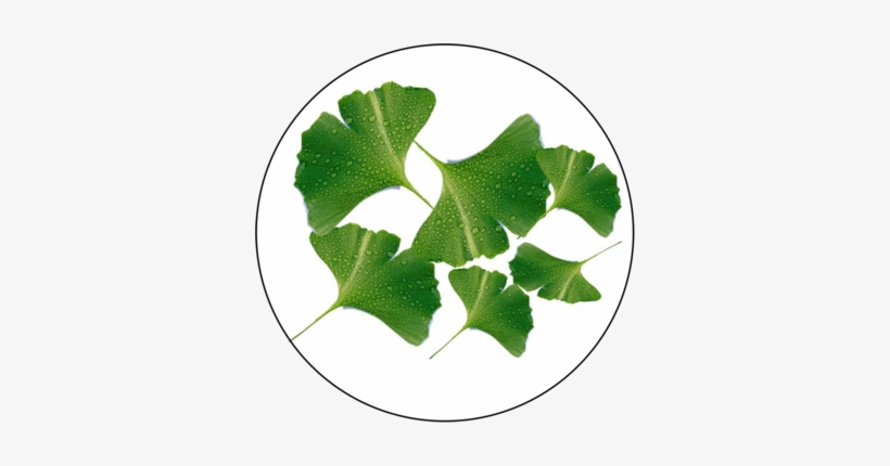 Ginkgo Biloba Extract - Maidenhair Tree, transparent png download