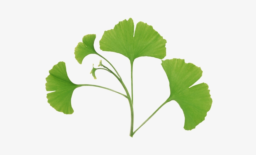 Water - Ginkgo Biloba Leaf, transparent png download