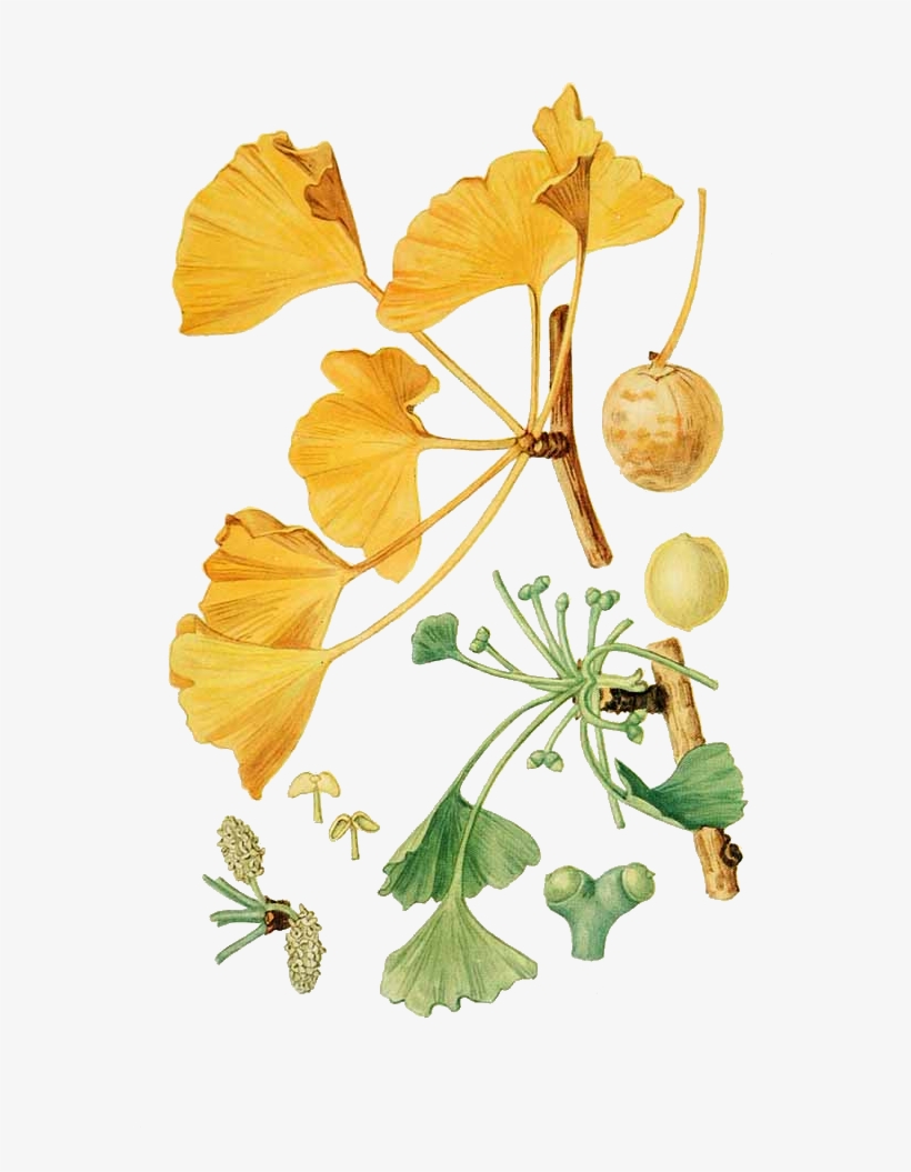 Ginkgo Ginkgo Biloba Drawing - Ginkgo Biloba Botanical Illustration, transparent png download