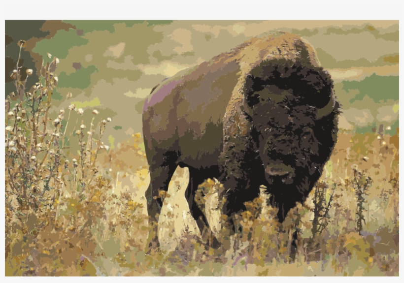 National Park Water Buffalo Animal Gray Wolf Stephens - American Bison Temperate Grassland, transparent png download