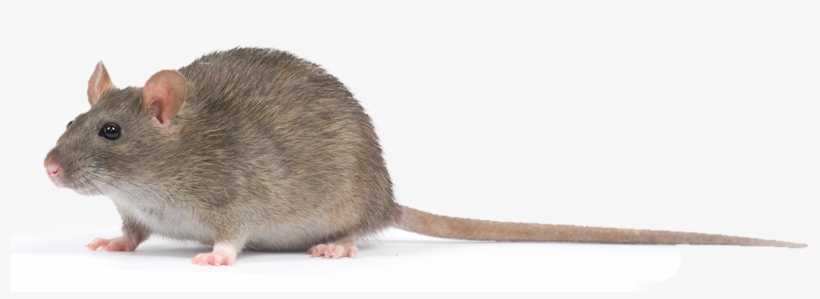 Rat, transparent png download