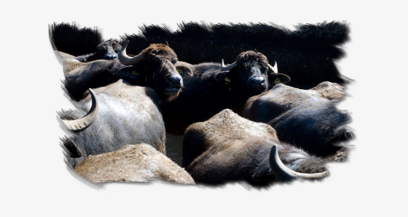 Water Buffalo, transparent png download