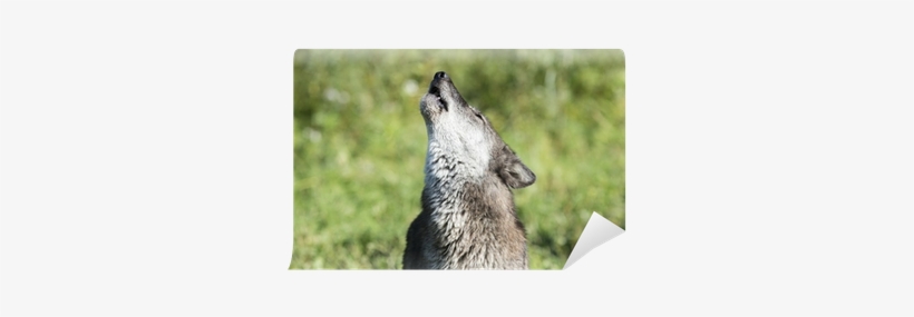 Wolf, transparent png download