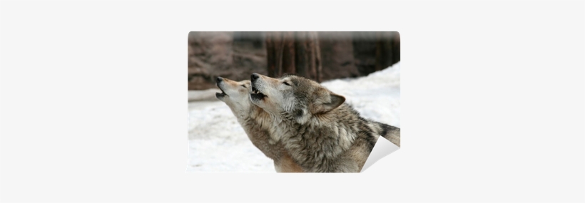 Cafepress Wolves Howl Sticker (oval), transparent png download