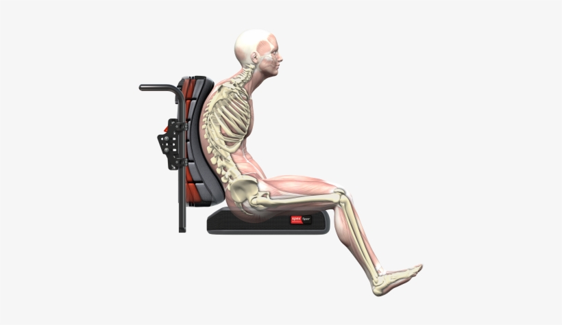 The Pelvis Is The Key To Maintain Correct Posture As - Wheelchair, transparent png download