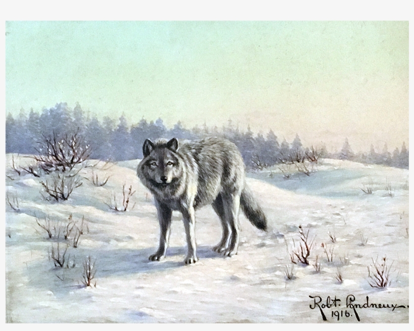 Coyote, transparent png download