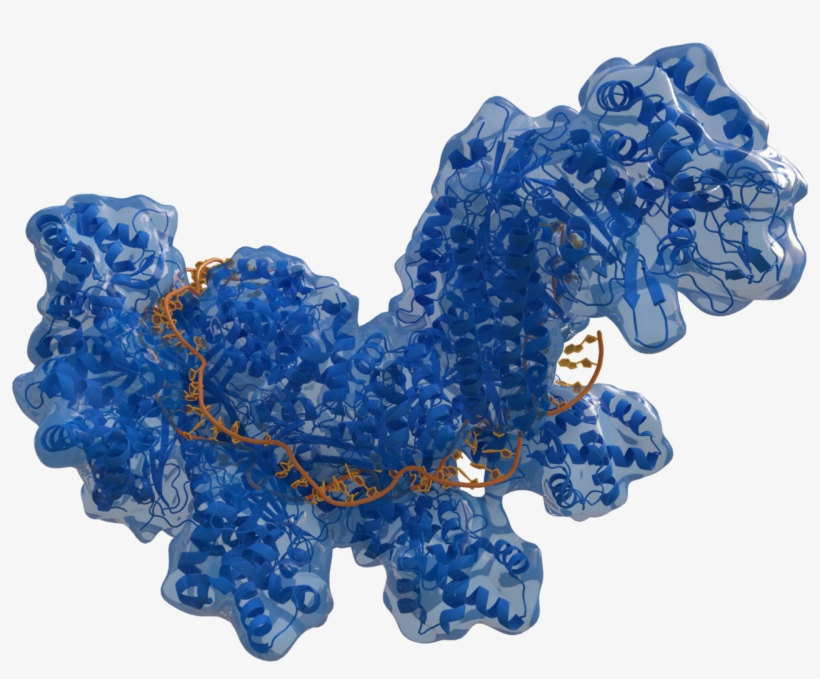 Dealing With So-called 'lone Wolf' Bioterrorism, And - Crispr Cas9 Transparent, transparent png download