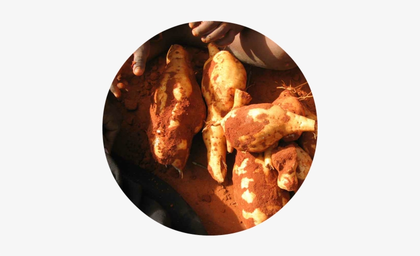 Desert Yam In Aboriginal Art - Yam, transparent png download