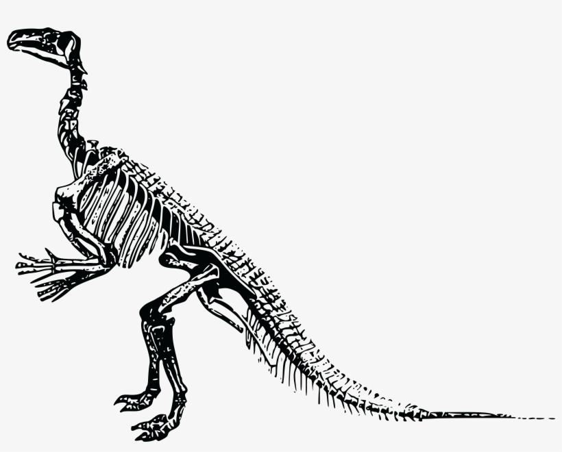 , , - Dinosaur Skeleton Png, transparent png download