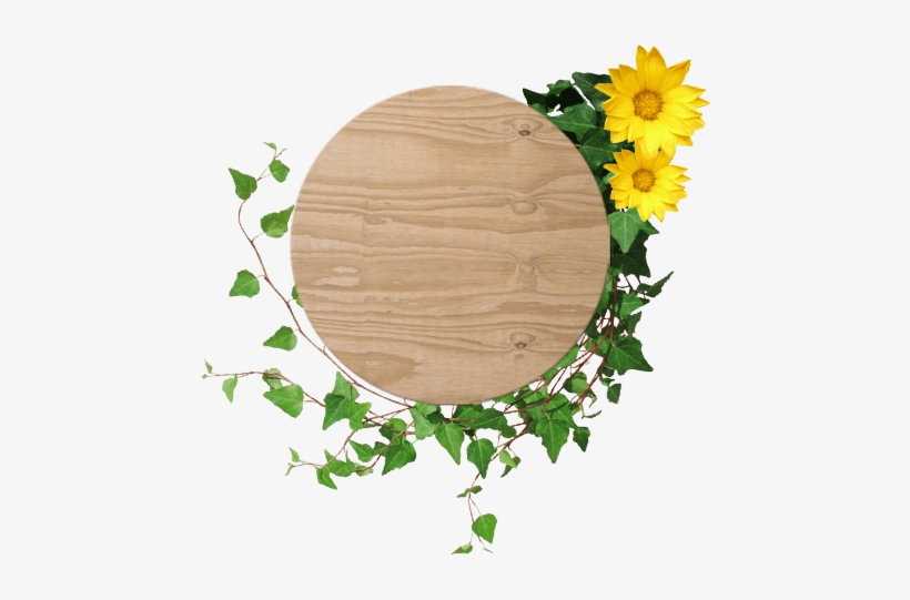 Você Na Praia Do Lázaro - Sunflower, transparent png download