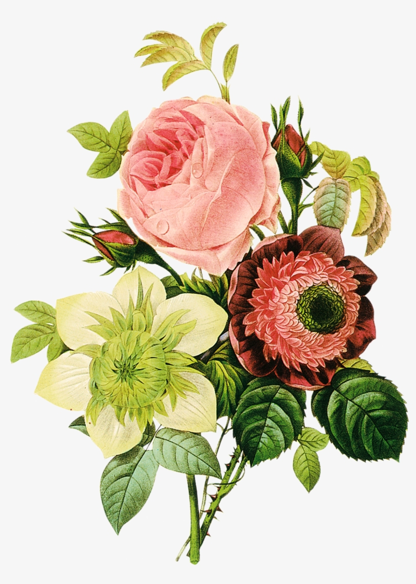 Lindas Flores Em Png Para Fotomontagens - Floral Illustration Vintage, transparent png download
