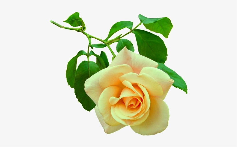 Flores Em Png Lindas , Gifs De Floresflowers Png - Good Night Images For Special Friend, transparent png download