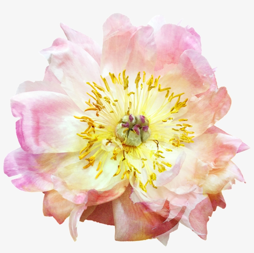 Golden Flower Floral Transparent Decorative - Flower, transparent png download