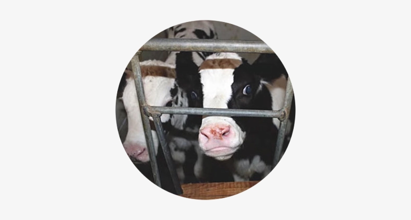 A Industria Animal É Uma Das Principais Ameaças Para - Veal, transparent png download