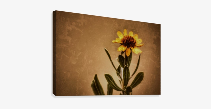 Golden Flower Canvas Print - Gazania, transparent png download