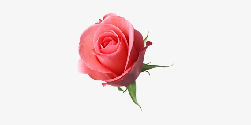 Point Das Fofurices Â™¡ - Rose Psd, transparent png download