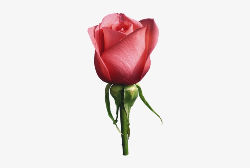 Related Wallpapers - Rose Psd, transparent png download