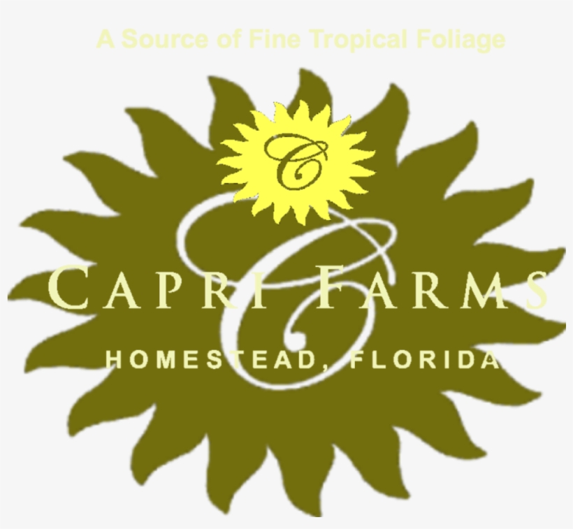 Cropped Capri Farms Two Tone Combo Header - My Valentine! (anti-crisis Girl), transparent png download