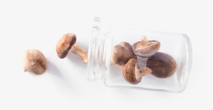 Contact Us - Penny Bun, transparent png download